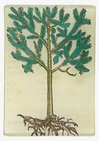 Red Pine