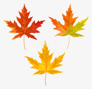 Free Png Download Orange Fall Leaves Clipart Png Photo - Maple Leaf