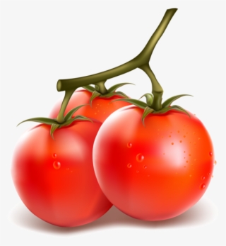 Tomate - Free Vector Vegetables