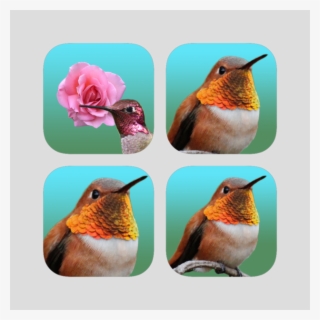 Hummingbird Multisize Stickers On The App Store - Old World Flycatcher