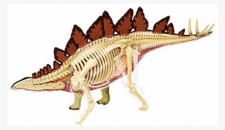 Stegosaurus Anatomy Model - Ankylosaurus