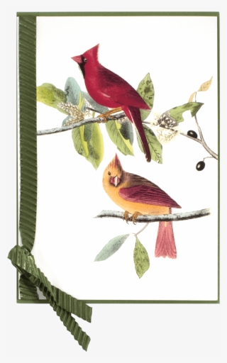 Antique Red Bird - Audubon Northern Cardinal
