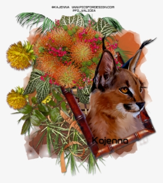 Kajenna Newest Tubes - Swift Fox