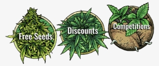 Spend €99 Get Your 14 Seed 420 Mega Bundle - Coin