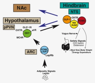 A Schematic Of Proposed Cns Circuitry Involved In Oxytocin - Oxytocin Circuitry
