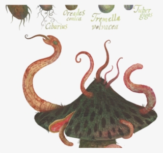 Insect