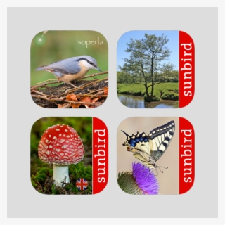 Sunbird Xxl Nature Box Uk - Agaric