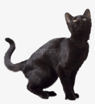 Black Cat Background - Black Cat Transparent Background
