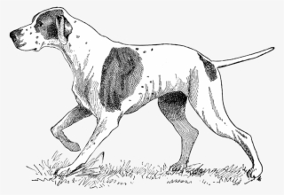 Free Vintage Digital Stamps** - Pointer Dog Illustrations