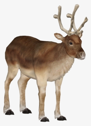 Caribou Png - Reindeer