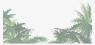 Scroll Down Ménagerie By Night - Png Palm Tree Leaves