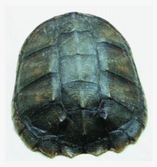 Image - Painted Turtle