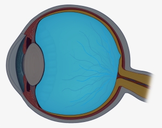 The Vitreous Humor Is The Clear Gel That Fills Space - Circle