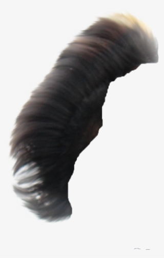 Hair Png ➤ Download - Millipedes