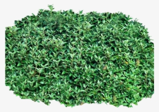 Shrub, Bushes Png Transparent Images - Garden Bush Clipart
