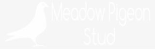 Meadow Pigeon Stud Logo - Calligraphy