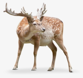 Another Clear Difference Is That The Persian Fallow - Fallow Deer Png