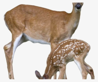 Transparent Background Deer Png