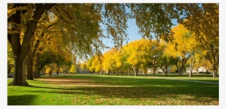 All Trees In Denver Are Planted - Denver Urban Forest