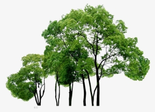 Computer Tree Trees File Free Png Hq Clipart - Png File Trees