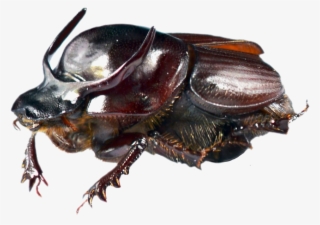 Dung Beetle Transparent Png - Cockroach