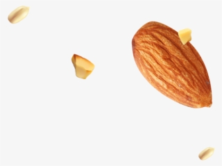 Img/footer/almond Seed - Almond