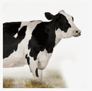 Gir Cow Milk, Goodness Of Dairy, Farms, Gir Cow Ghee, - Cow Walking On Two Feet