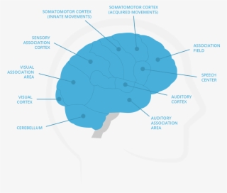 Procedural Memory Is The Memory Of Actions And Habit, - Hoe Werkt Het Geheugen
