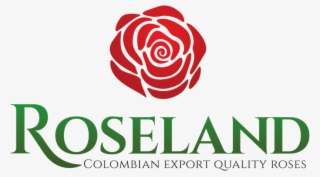 During Late 60's A Northamerican Impulsed The First - Floribunda