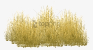 Free Png Yellow Grass Png Image With Transparent Background - Transparent Background Tall Grass Png