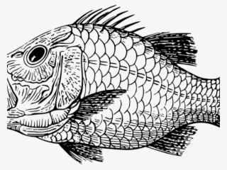 Fossil Clipart Extinction - Fish Scales Clipart Black And White