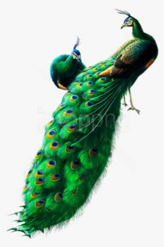 Free Png Peacocks Png Images Transparent - Peacock Images Hd Png