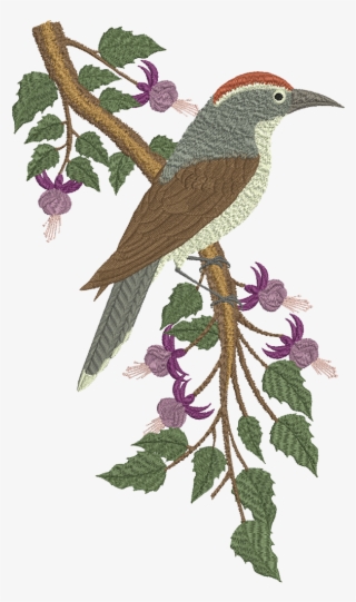 Chestnut Crowned Babbler Web