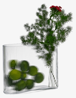 Explore - Georgia Pine