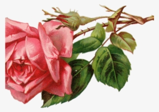 Red Rose Clipart Rosebud