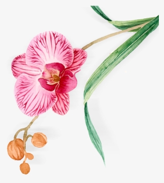 Hand Painted Orchid Watercolor One Plant Png And Psd - Watercolor Painting
