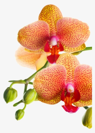 Png Клипарт "beautiful Orchids Flower" - Orchids Of The Philippines