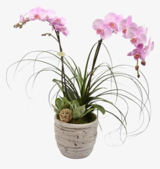 Tuscan Orchid Plant - Moth Orchid
