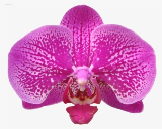 Taida Black Pearl A07512 - Orchids Of The Philippines