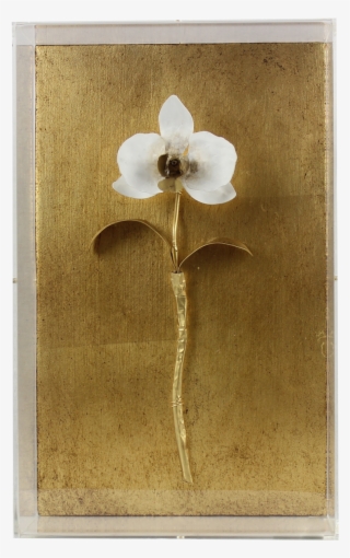 Gilded Orchid - Moth Orchid