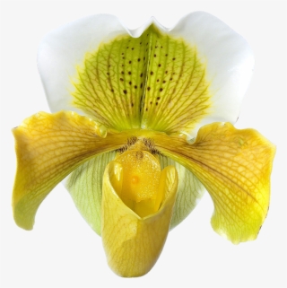 Global Orchid Alliance - Hard-leaved Pocket Orchid