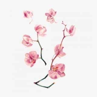 Orchid - Tattoo