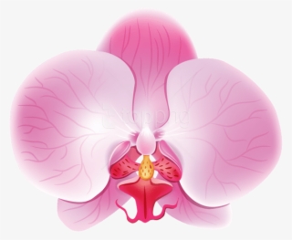 Free Png Download Orchid Pink Png Images Background - Orchids