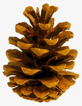 Pine Cones Png - Conifer Cone