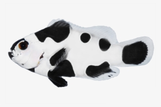 Blackstorm New - Black Storm Clownfish For Sale