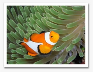 Clownfish Anemone, Ocean Creatures, Clown Fish, Ocean - Clown Fish Habitat Map