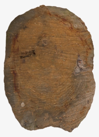 Tree Trunk Cut - Wood