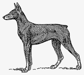 Doberman Free Vector - Gucci Logo Animal Vector