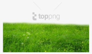 Free Png Download Grass Hd Png Images Background Png - Deviantart Grass Png