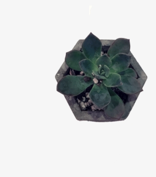 Plant Flowerpot Leaf Cactaceae Bonsai Suculent - Flowerpot